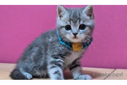 成約済の東京都のマンチカン-101392の4枚目